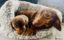 Miniature Dachshund dogs for sale: Kc Reg Chocolate & Tan Mini Smooth Dachshund Boy - Image 1