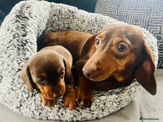 Miniature Dachshund dogs Kc Reg Chocolate & Tan Mini Smooth Dachshund Boy - Advert 11