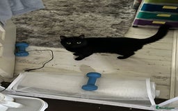 Mixed Breed cats for adoption: Two lovely ladies need a new home! in Hook - Advert 4