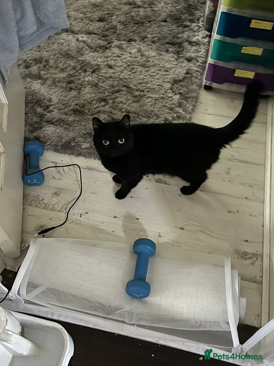 Mixed Breed cats for adoption: Two lovely ladies need a new home! in Hook - Advert 4