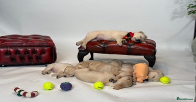 Golden Retriever dogs - Advert 4