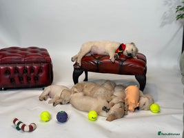 Golden Retriever dogs - Advert 1