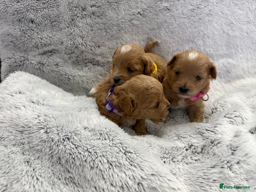 Maltipoo dogs for sale: Beautiful Tiny Maltipoo Tree girls 🐶🐾💝💝💝 - Advert 6