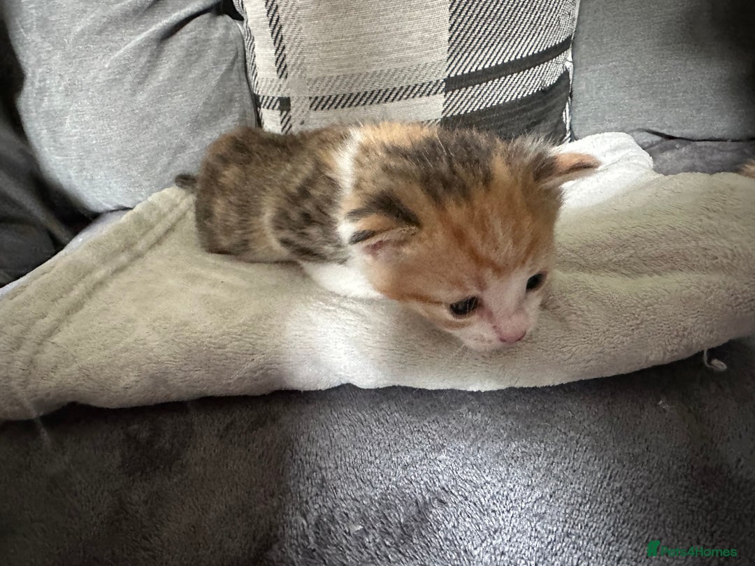 Mixed Breed cats for sale: Beautiful kittens  - Image 7