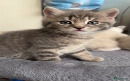 Mixed Breed cats for sale: Beautiful mix breed kittens - Image 15