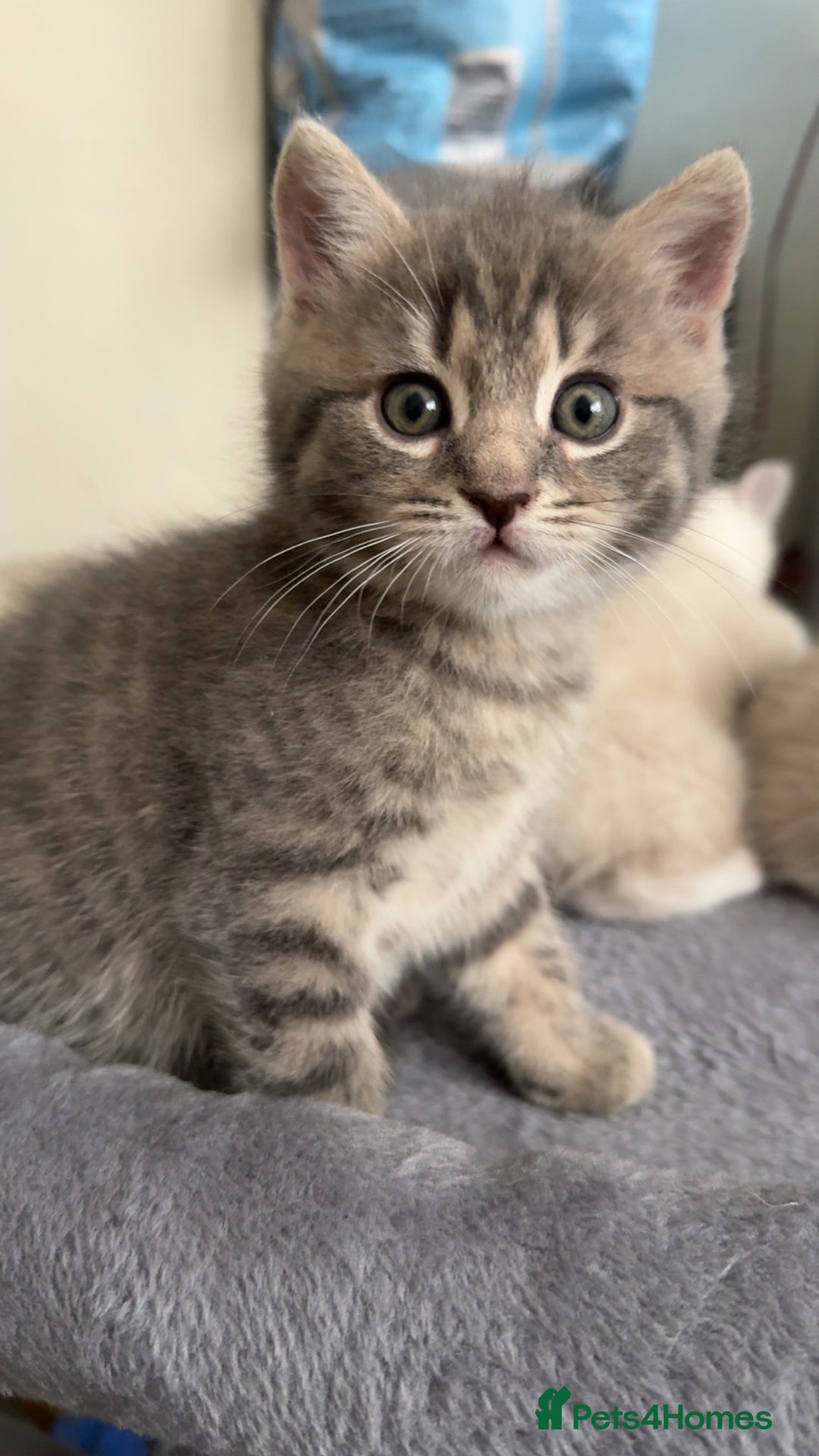 Mixed Breed cats for sale: Beautiful mix breed kittens - Image 15