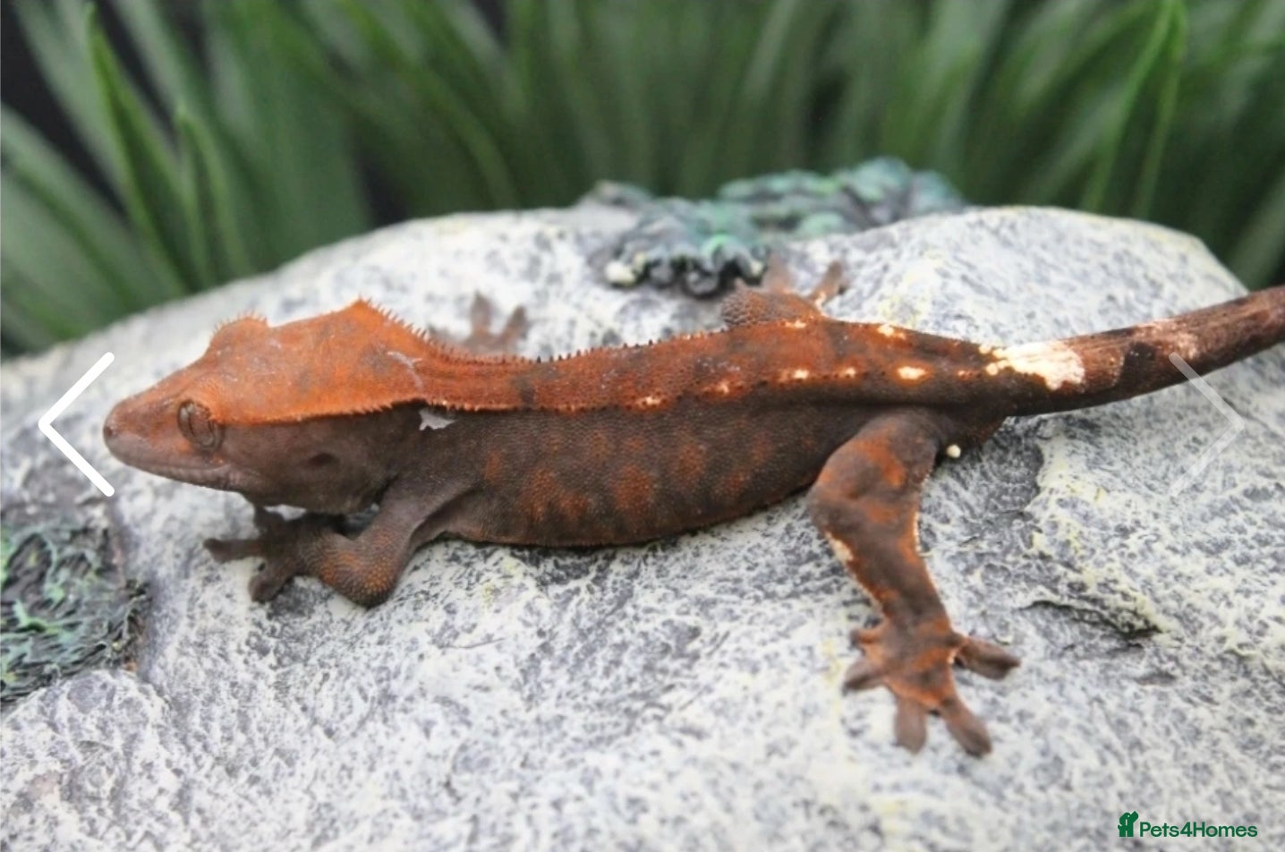 Gecko reptiles Cappuccino male crested gecko - Advert 2