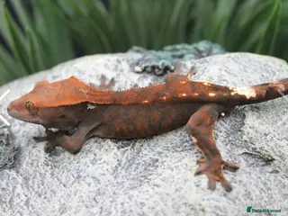 Gecko reptiles Cappuccino male crested gecko - Advert 2
