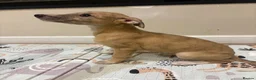 Mixed Breed dogs for sale: Whippet x lurcher pups - Advert 5