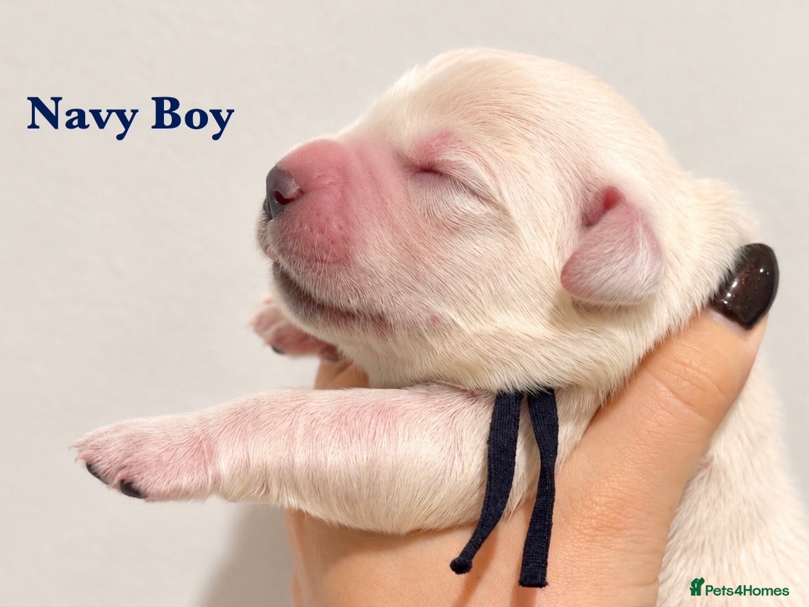 Golden Retriever dogs KC Champion line puppies from DNA tested parents  - Advert 2