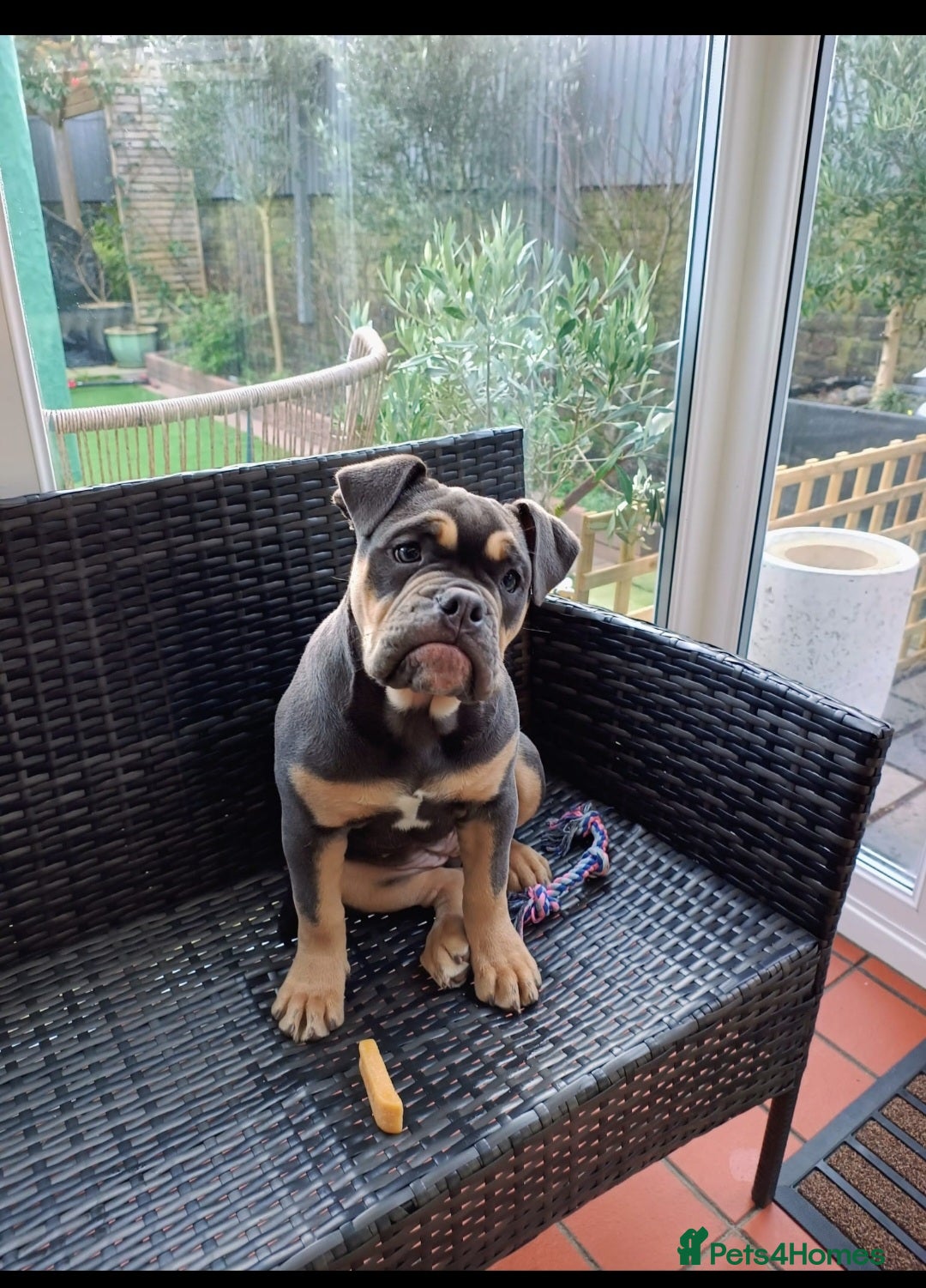 Olde English Bulldogge dogs for sale: Last female olde enlgish bulldogge  - Advert 6