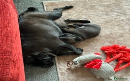 Pug dogs for sale: Adorable Pug Puppy looking for her new home - Image 7