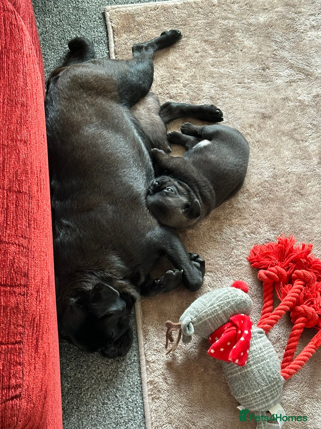 Pug dogs for sale: Adorable Pug Puppy looking for her new home - Image 7