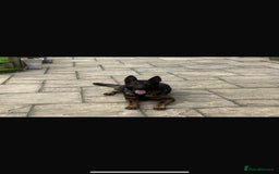 German Shepherd dogs for sale: Germany 🇩🇪 shepherd puppies dogs 🐕 big boned - Image 10