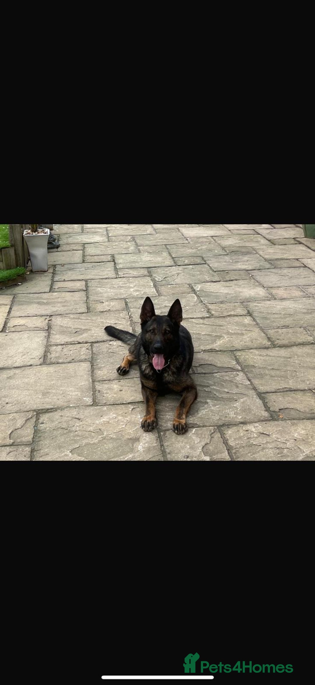 German Shepherd dogs for sale: Germany 🇩🇪 shepherd puppies dogs 🐕 big boned - Image 10