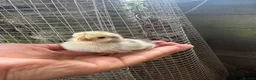 Chickens poultry for sale: Day old pekin chicks  - Advert 4