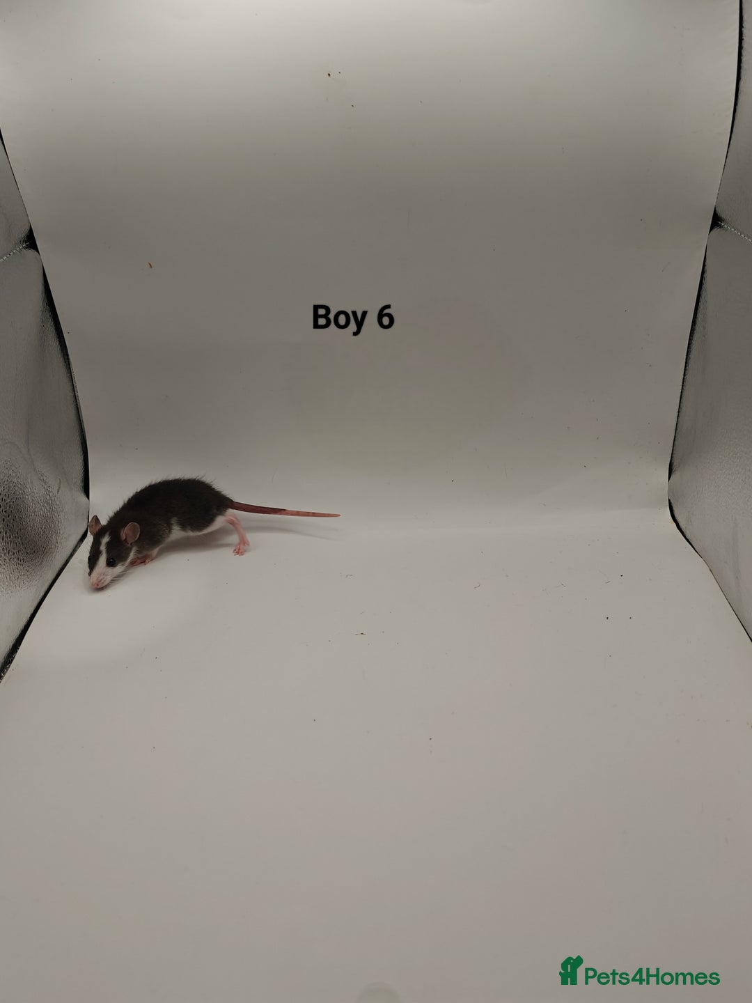 Rat rodents for sale: NOV: 18 Rats (8 Rats: 3 Boy & 5 Girls Left) - Advert 6