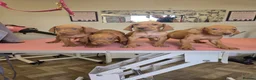 Mixed Breed dogs for sale: Hungarian vizsla x German shorthair pointer pups  - Advert 3