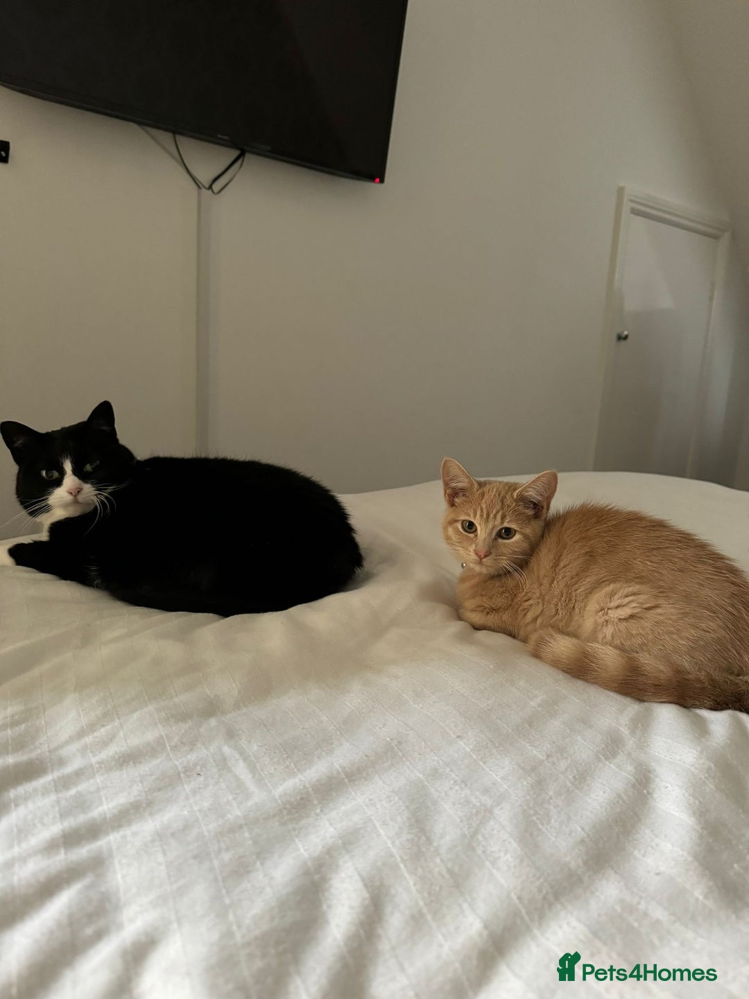 British Shorthair cats for sale: 2 female adult cats  - Advert 3