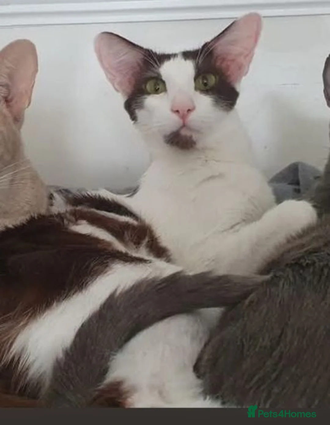 Oriental cats for sale: Grand Champion girl needs a retirement home - Advert 7