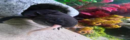 Other/Mixed Breed fish for sale: Pair of 2 male axolotl in Leicester - Advert 4
