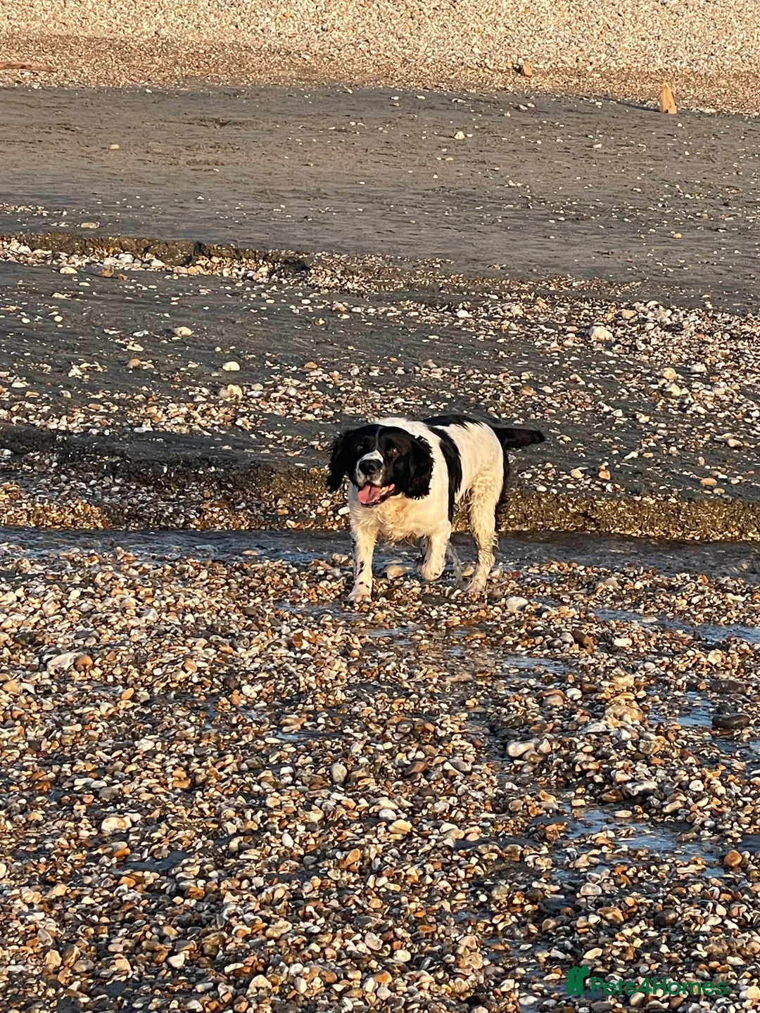 English Springer Spaniel dogs for sale: Very sad situation  - Advert 3