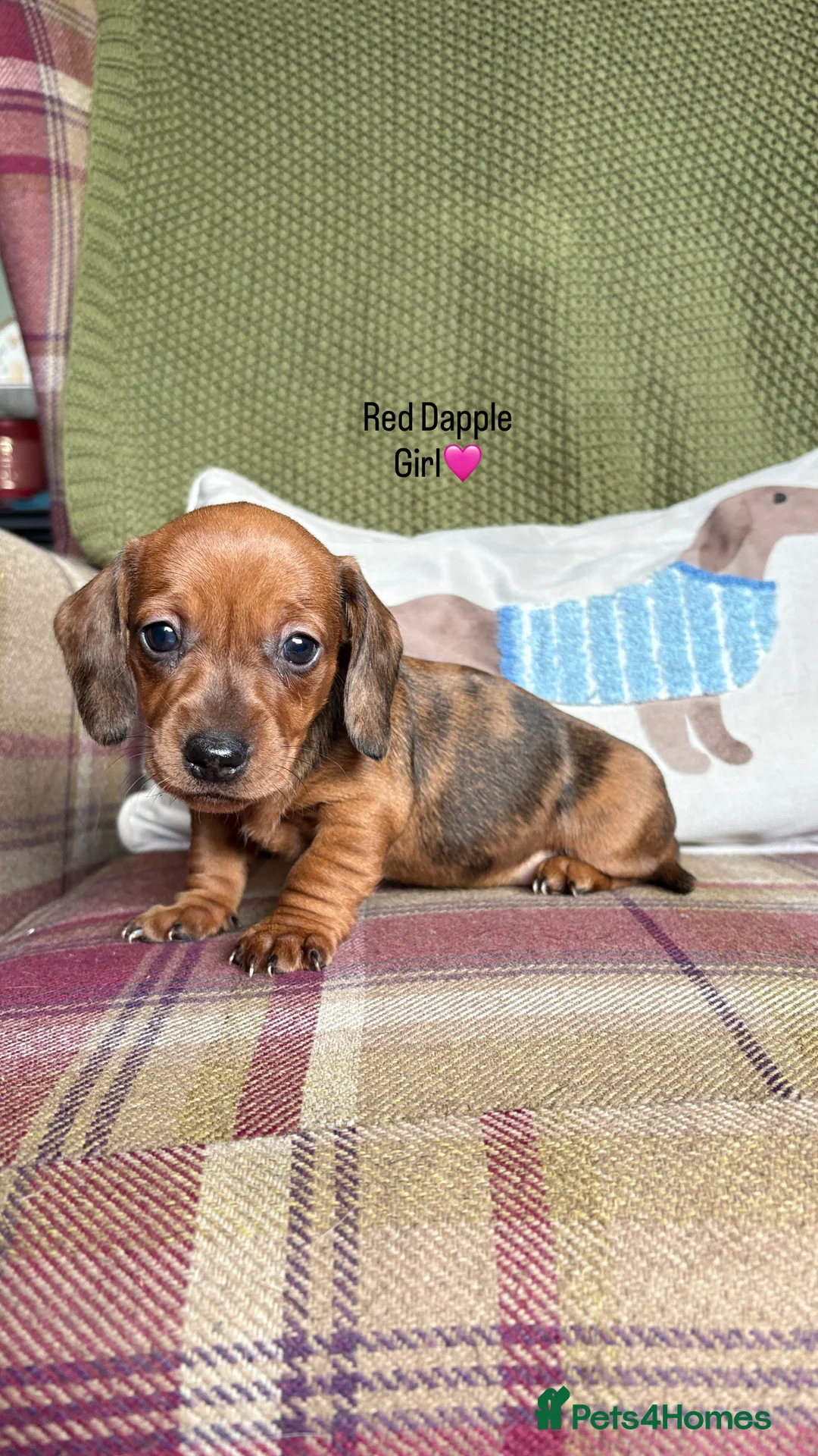 Miniature Dachshund dogs for sale: SMOOTH HAIRED MINIATURE DACHSHUNDS🖤 - Advert 13