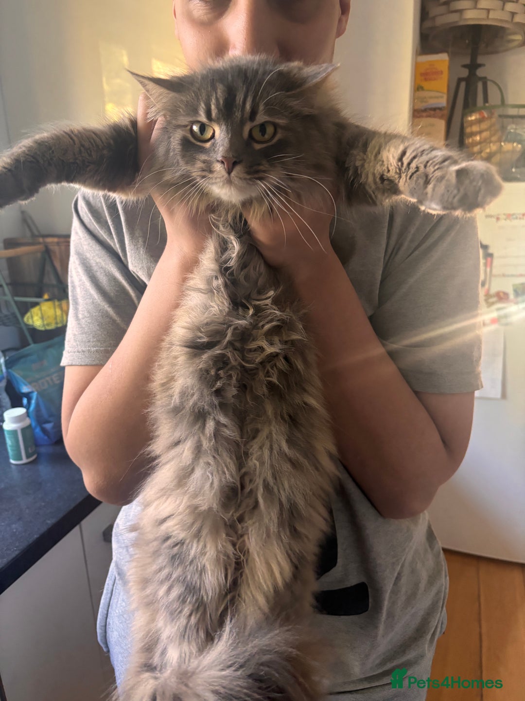 British Longhair cats for sale: Adult long hair cats - Image 3