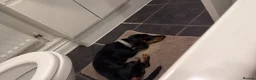 Dachshund dogs for sale: Dachshund 1 year 10 months Male  in Witham - Advert 8