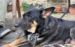 German Shepherd dogs for sale: German Shepherd puppies (Alsatian) - Image 11