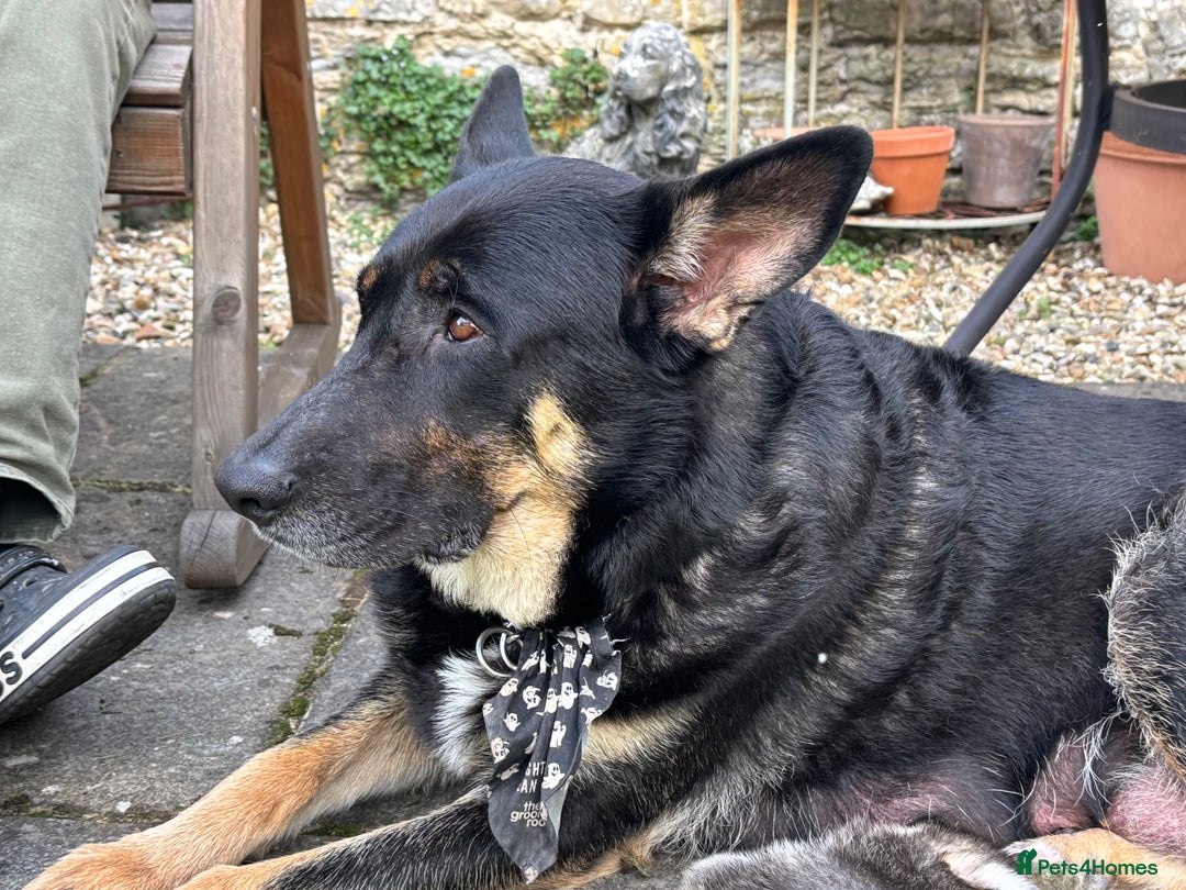 German Shepherd dogs for sale: German Shepherd puppies (Alsatian) - Image 11