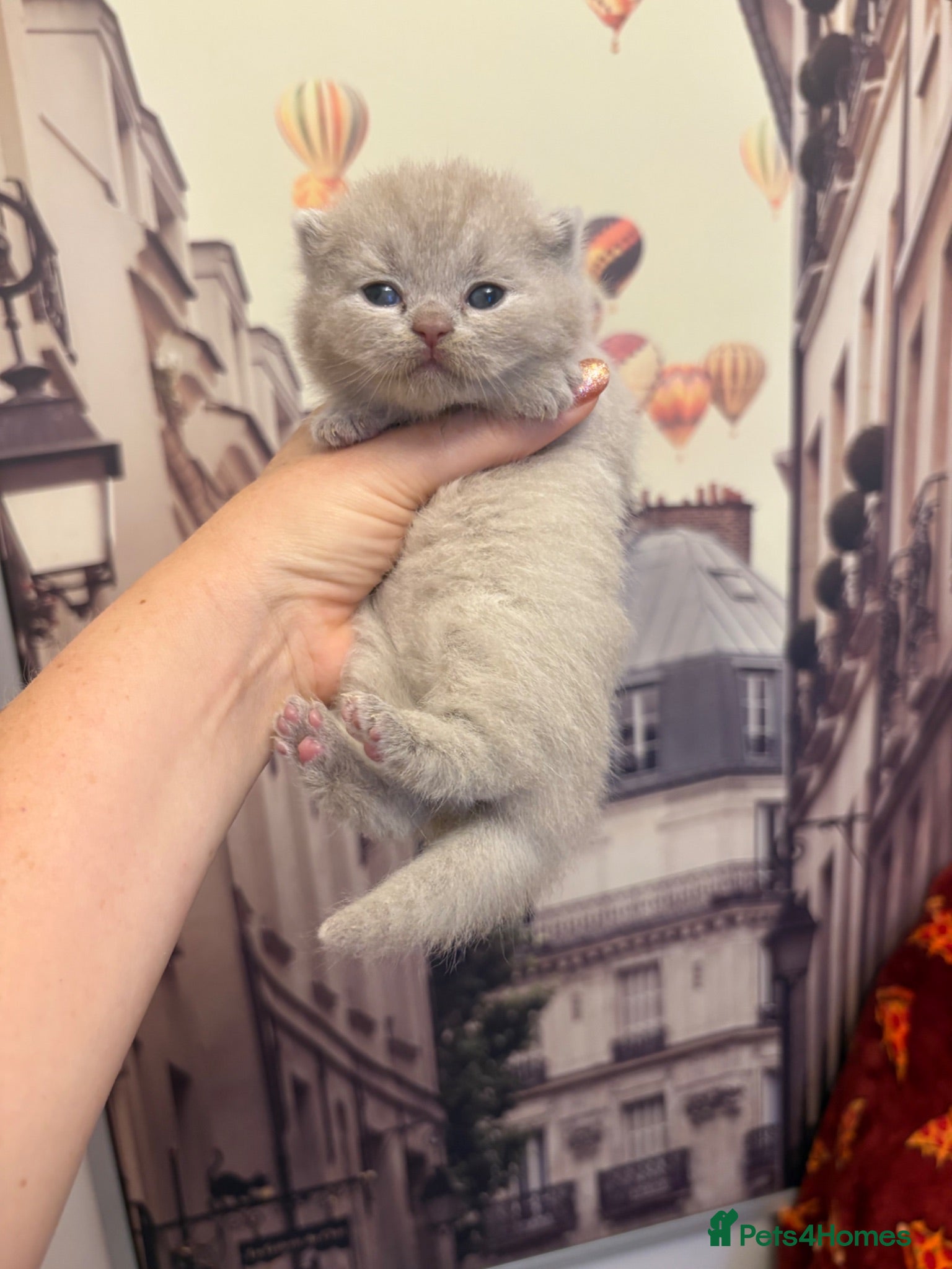 British Shorthair cats GCCF British shorthair kittens. - Advert 1