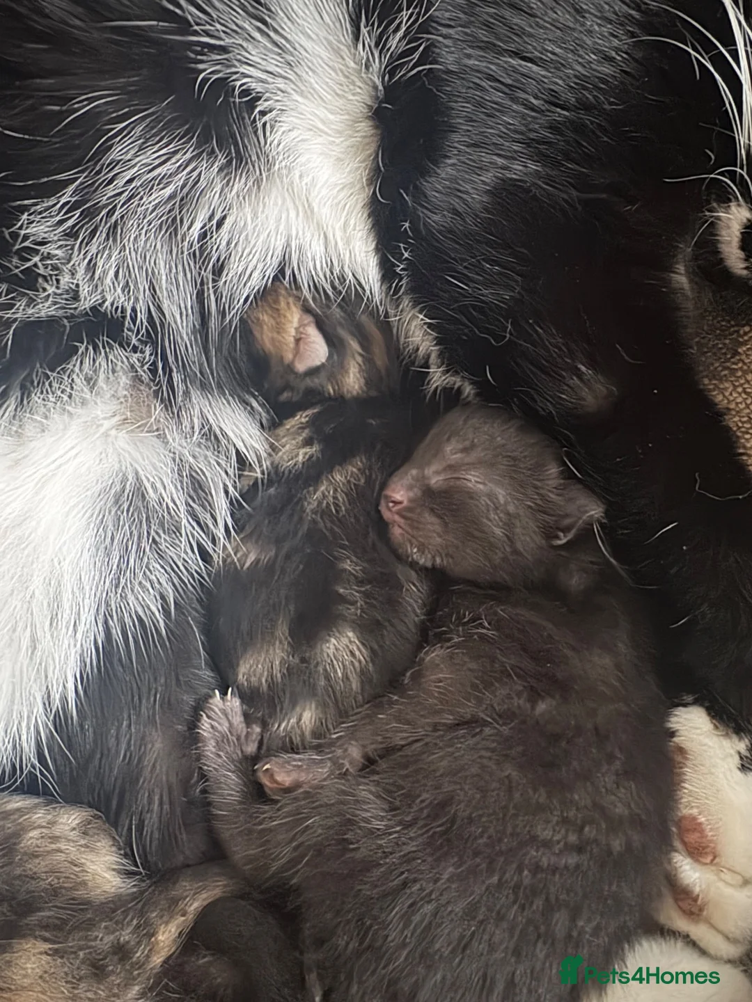 Mixed Breed cats for sale: Three kittens for sale  - Advert 16