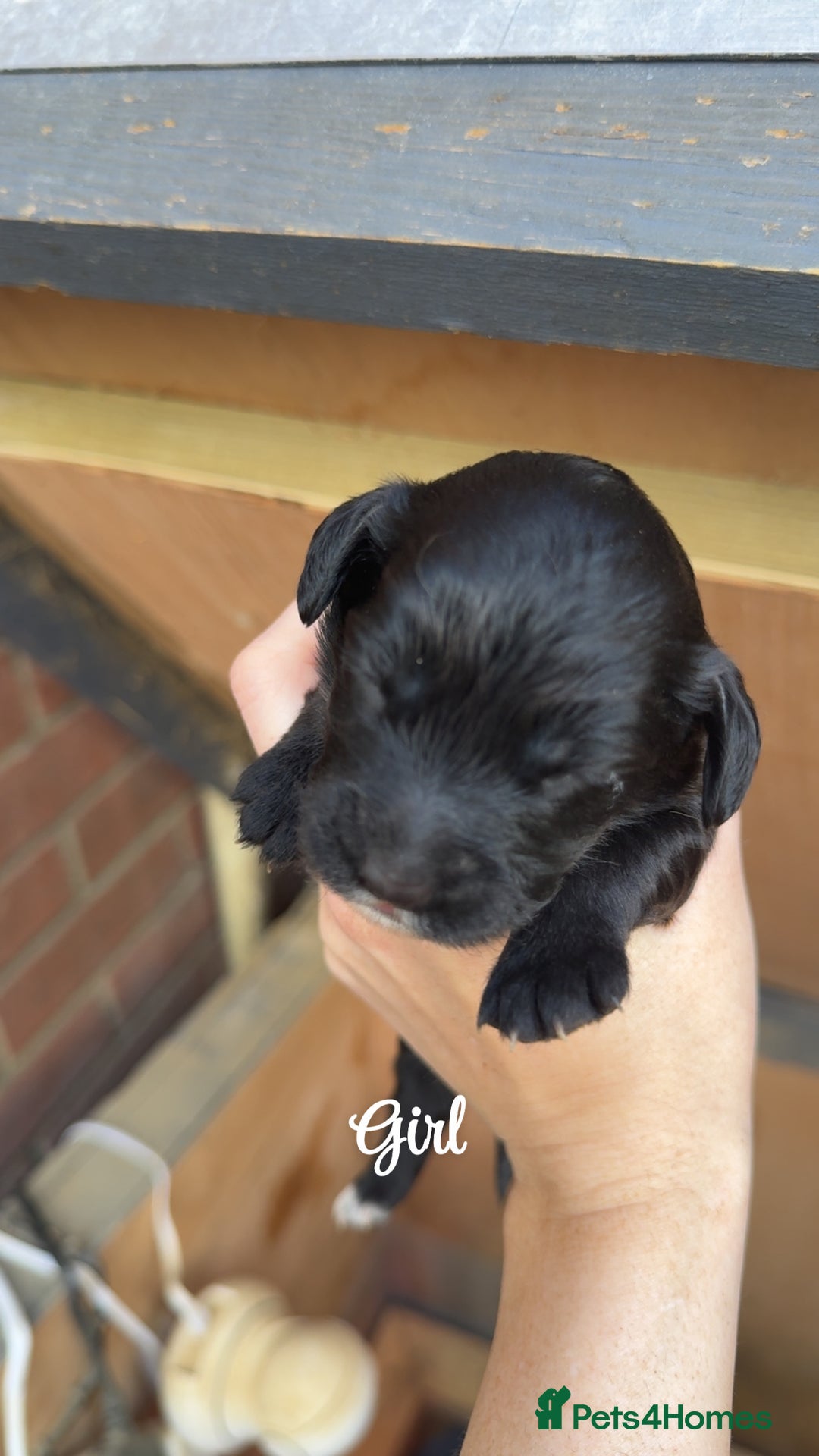 Cockapoo dogs for sale: Beautiful litter of cockapoo  - Advert 6