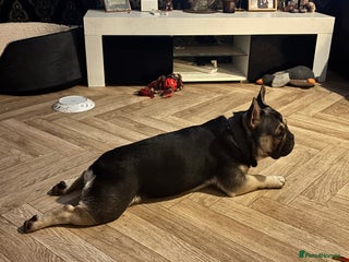 French Bulldog dogs for stud - Advert 1