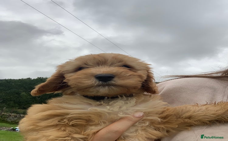 Cavapoo dogs - Advert 1