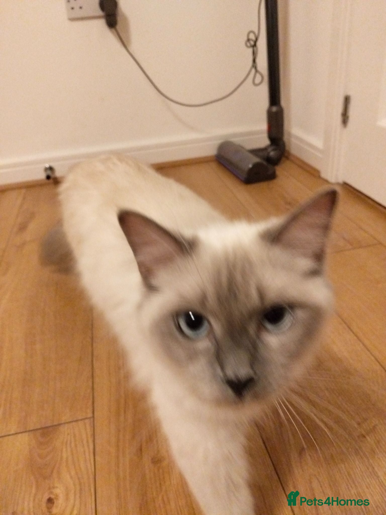 Ragdoll cats Ragdoll - Advert 1
