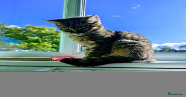 Mixed Breed cats - Advert 6