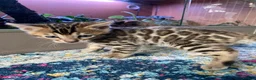 Bengal cats for sale: Stunning Male Bengal Cat Champion Bloodlines - Advert 11