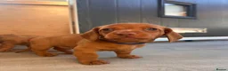 Miniature Dachshund dogs for sale: Miniature dachshund puppies - Ready Now!   - Advert 28