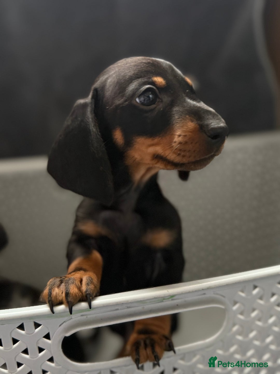 Dachshund dogs for sale: Miniature dachshund  - Image 4