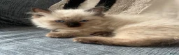 Ragdoll cats for sale: FEMALE pure ragdoll  - Advert 1