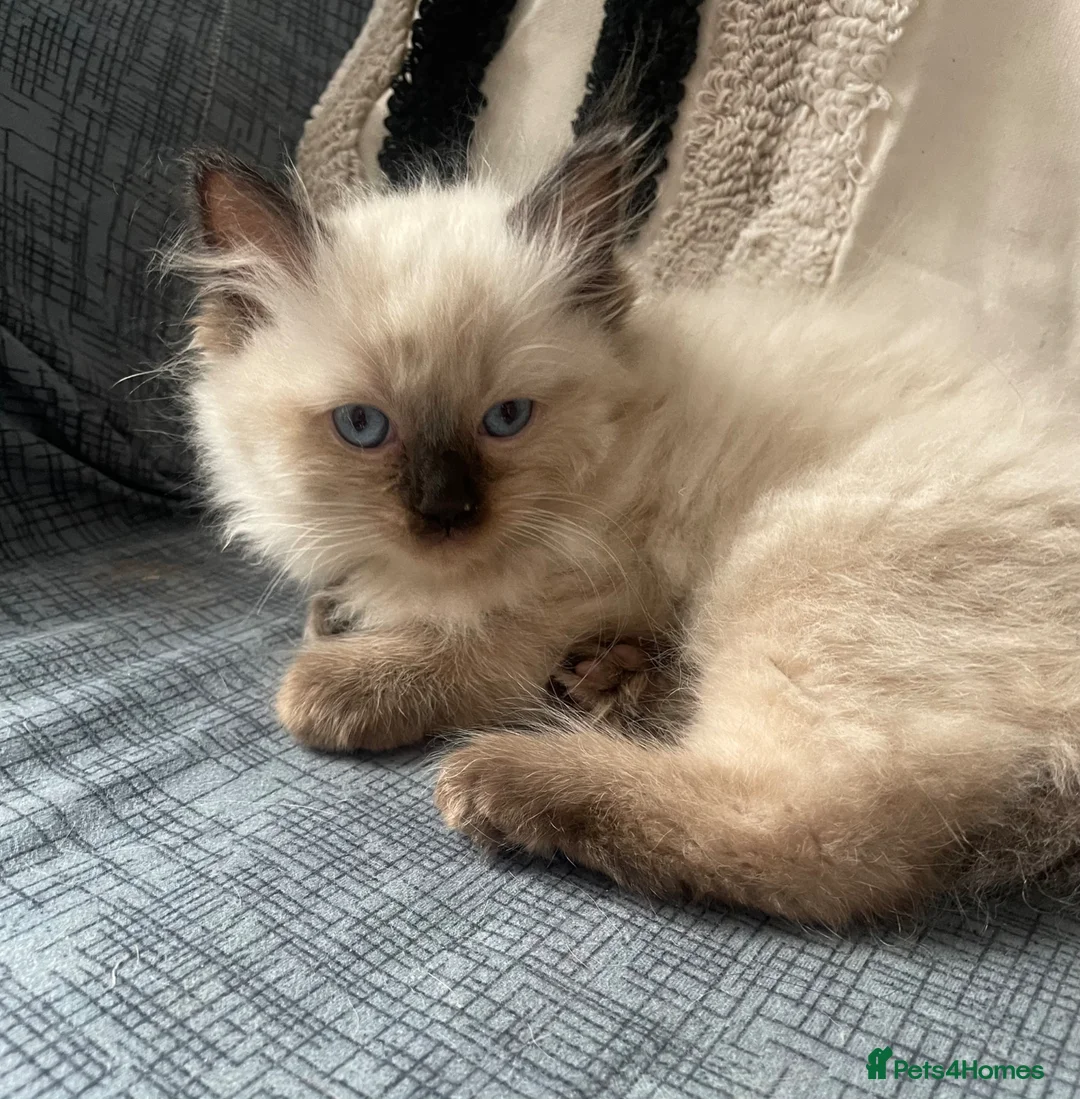 Ragdoll cats for sale: FEMALE pure ragdoll  - Advert 1