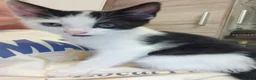 Mixed Breed cats for sale: Kittens - Advert 6
