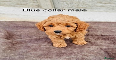 Cockapoo dogs - Advert 1
