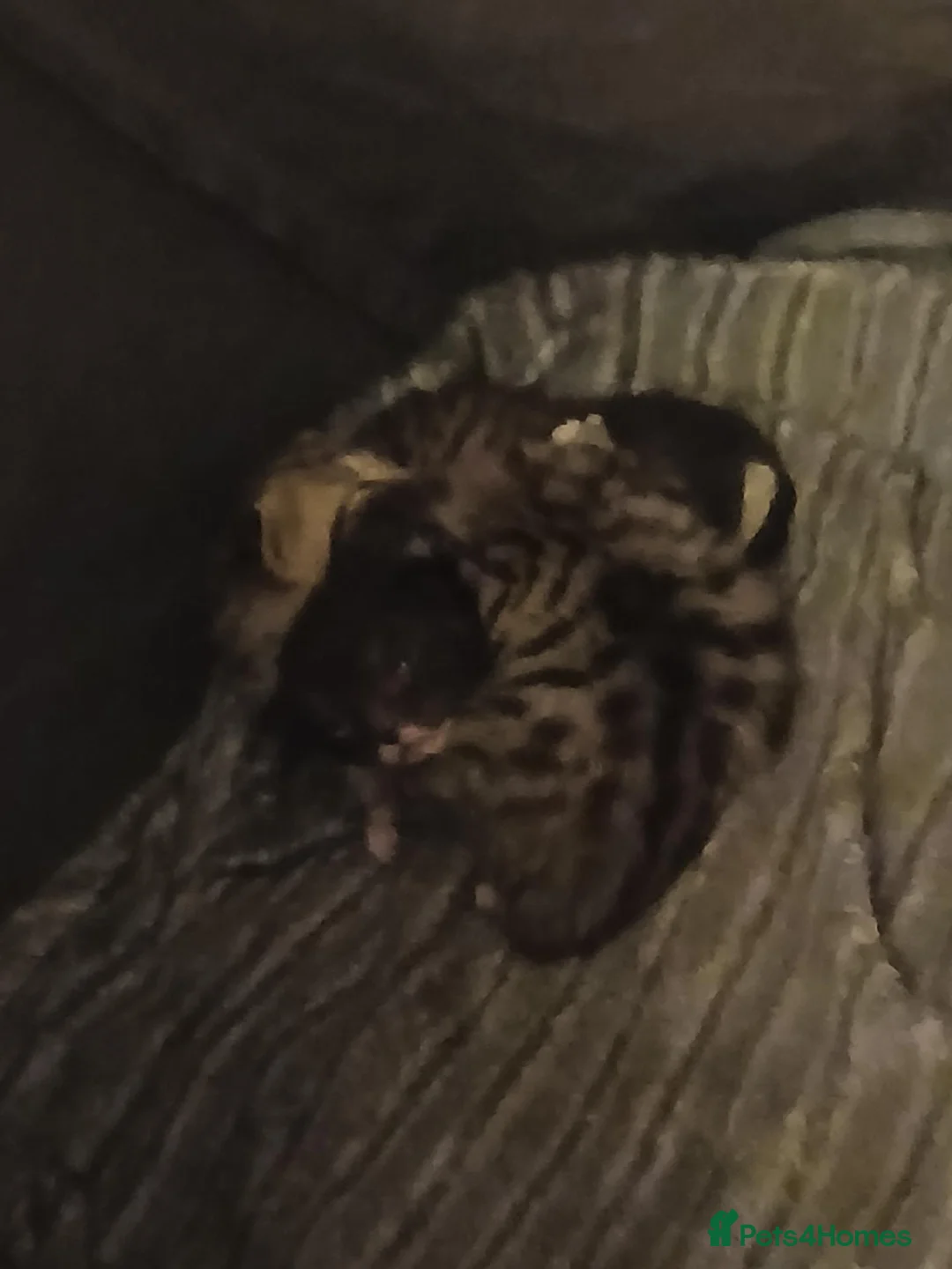 Mixed Breed cats for sale: 8 kittens  - Advert 2