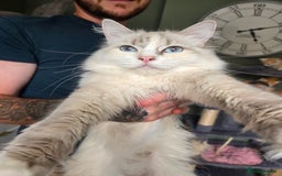Ragdoll cats for sale: Beautiful Blue Eye, White Female Ragdoll - Image 13