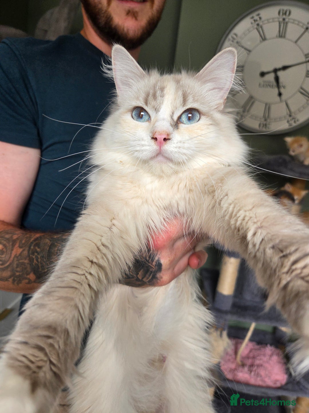 Ragdoll cats for sale: Beautiful Blue Eye, White Female Ragdoll - Image 13