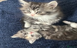 Scottish Fold cats for sale: Gorgeous fluffy Scottish Fold x DSH kittens - Image 31