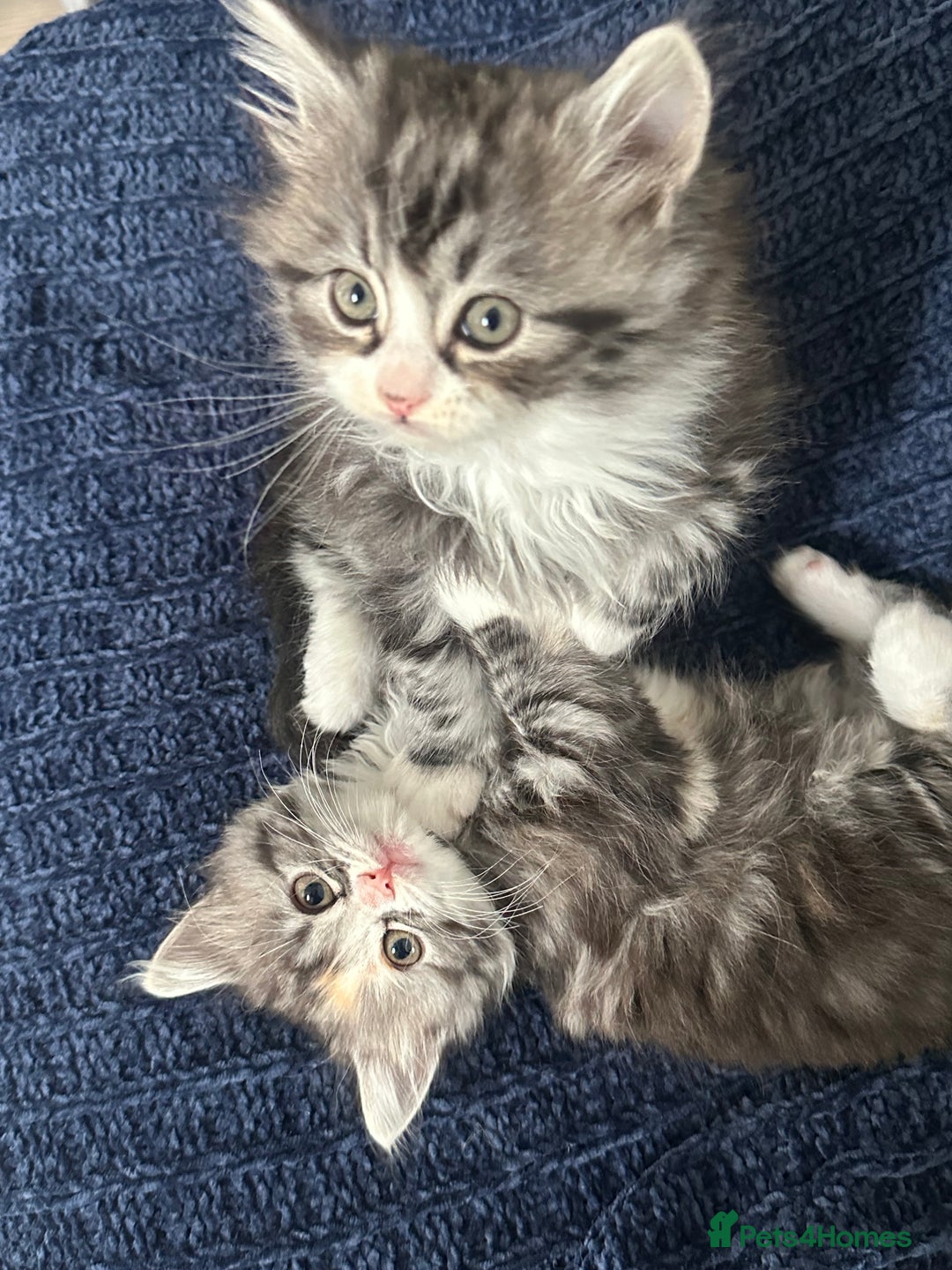 Scottish Fold cats for sale: Gorgeous fluffy Scottish Fold x DSH kittens - Image 31